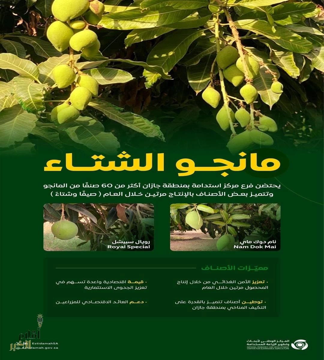 استدامة تبرز أصناف مانجو تنتج خلال موسمي الشتاء والصيف ضمن أبحاثها العلمية بجازان