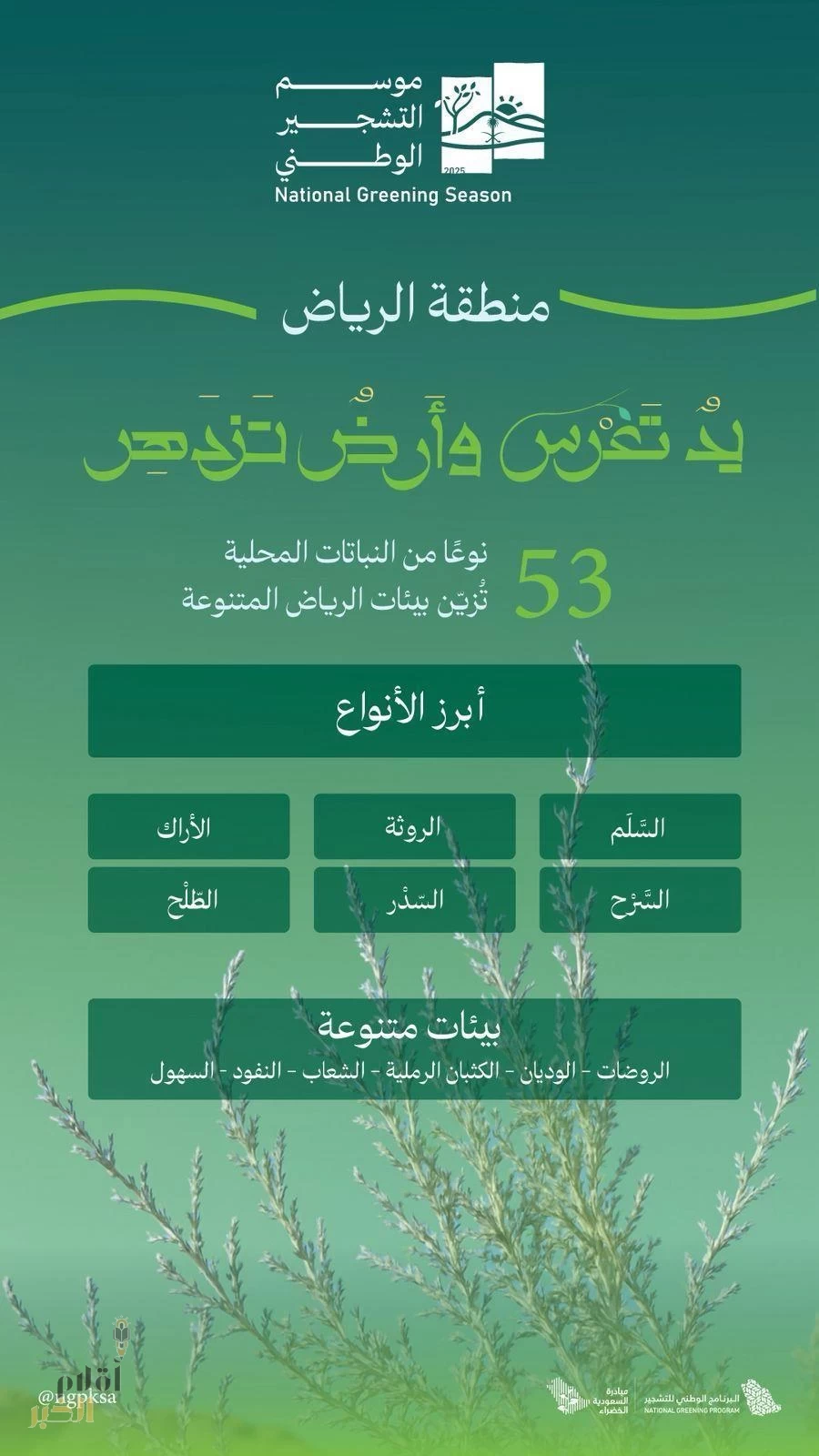 البرنامج الوطني للتشجير: الطلح والسدر والسَّلَم أبرز أنواع النباتات المحلية الملائمة للتشجير في الرياض