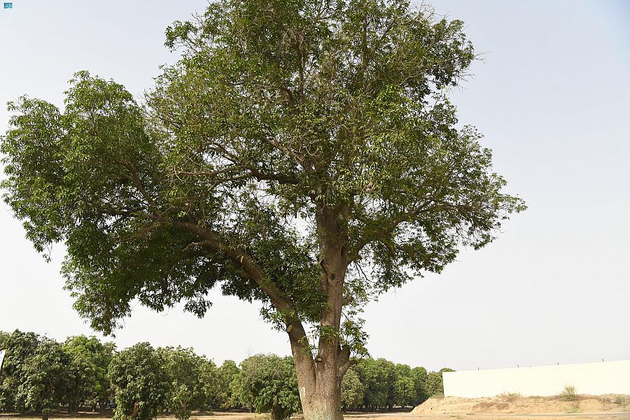 50 عامًا.. شاهدة على أقدم شجرة مانجو في المملكة