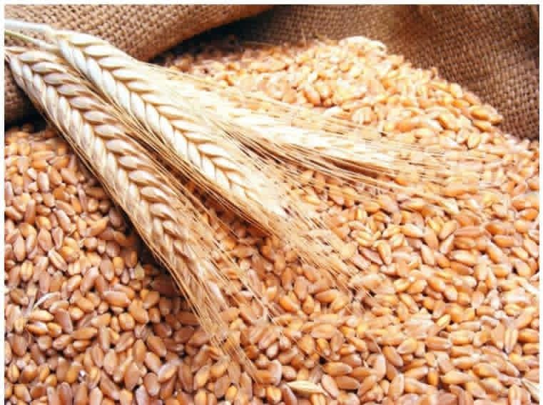 الحبوب”: ترسية استيراد 540 ألف طن شعير على 6 شركات عالمية‏