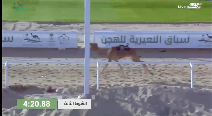 سباق النعيرية يدخل أمريكي تاريخ الهجن بالسعودية