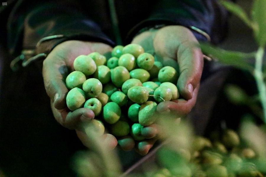 مبيعات مهرجان الزيتون الأول بالباحة قاربت نصف المليون ريال