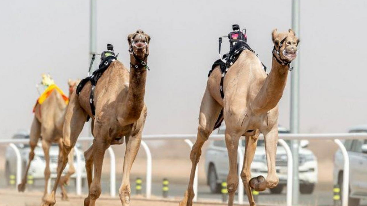 البكرة " الهنوف" تكسب توقيت الثنايا في الأشواط المسائية بمهرجان ولي العهد للهجن