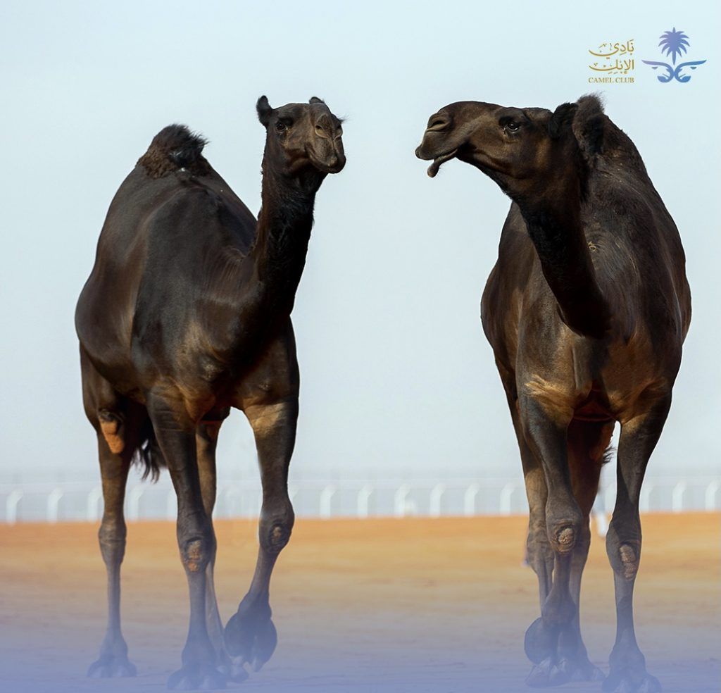 نادي الإبل يُطلق رحلة  "خفاف" لاستكشاف تاريخ وحاضر المملكة