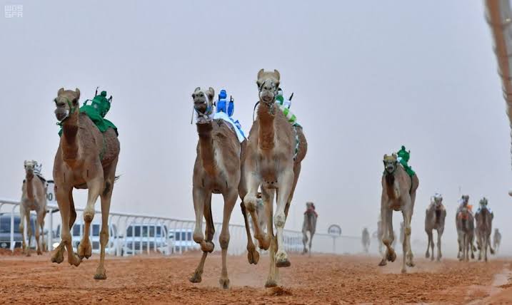 محافظ عنيزة يرعى منافسات سباق الغضا للهجن