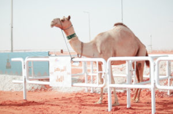 الإماراتيون يكتسحون 7 مراكز ضمن منافسات نادي الابل للمهجنات