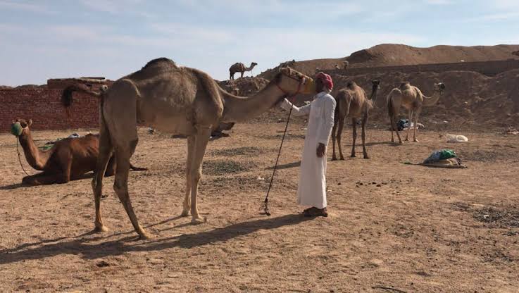 "المساير" خطة مدروسة لمضمري الهجن خلال السباقات