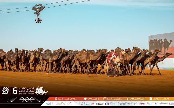 العجمي يحقق المركز الأول في مجاهيم سيف الملك بمهرجان الإبل