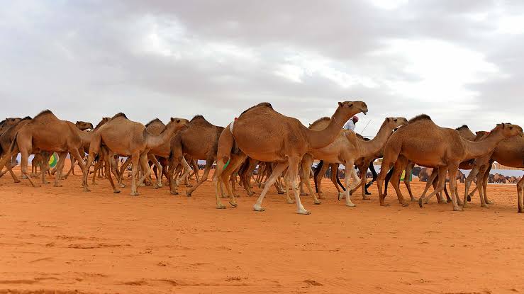 الشلاحي يتصدر مسابقة "الهجيج" في اختتام مهرجان الملك عبدالعزيز للإبل