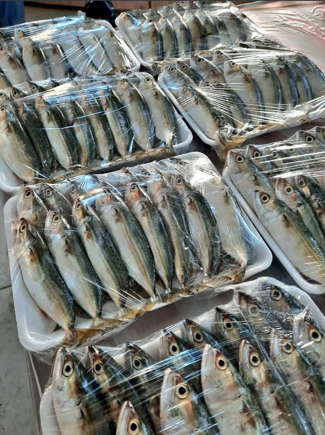 IMG-20220113-WA0009