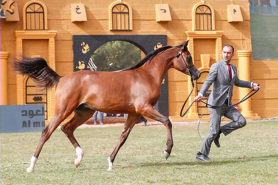 تنافس قوي في عروض الجمال بمهرجان الأمير سلطان بن عبدالعزيز العالمي للجواد العربي